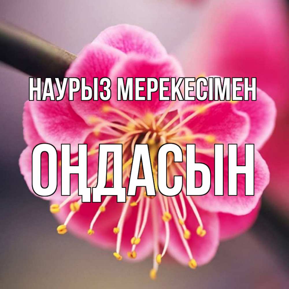 Күн сайын ашық хат с именем, ОҢДАСЫН Наурыз мерекесімен цветы Онлайн тегін жүктеп алу тілектері бар керемет карта 