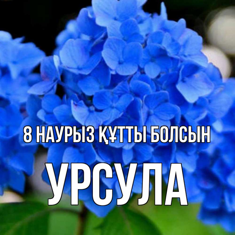 Күн сайын ашық хат с именем, Урсула 8 наурыз құтты болсын синие цветы Онлайн тегін жүктеп алу тілектері бар керемет карта 
