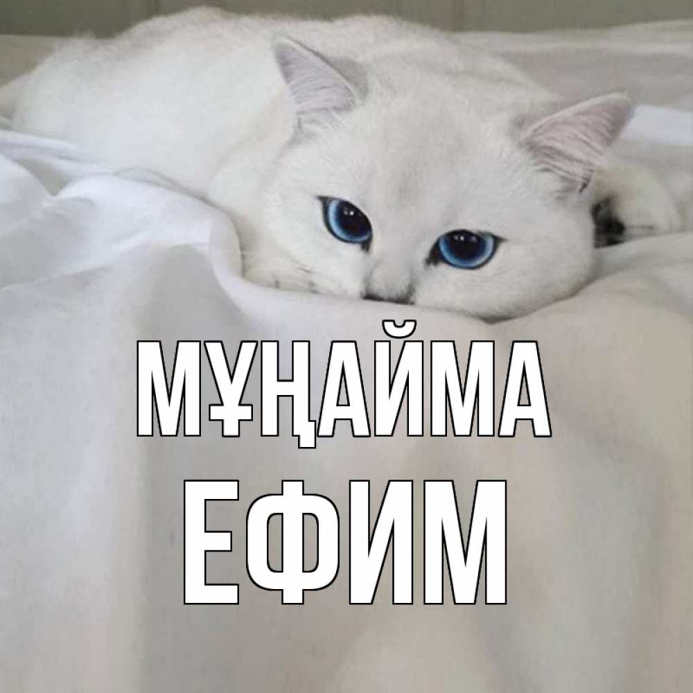 Күн сайын ашық хат с именем, Ефим Мұңайма белый кот с голубыми глазами на белоснежной кровати Онлайн тегін жүктеп алу тілектері бар керемет карта 