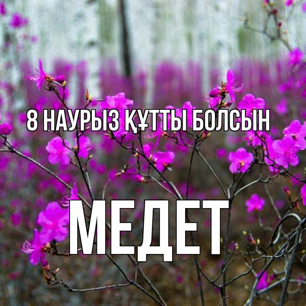 Күн сайын ашық хат с именем, МЕДЕТ 8 наурыз құтты болсын дикие цветы Онлайн тегін жүктеп алу тілектері бар керемет карта 