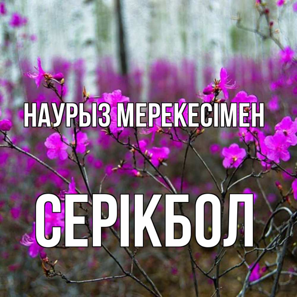 Күн сайын ашық хат с именем, СЕРІКБОЛ Наурыз мерекесімен дикие цветы Онлайн тегін жүктеп алу тілектері бар керемет карта 