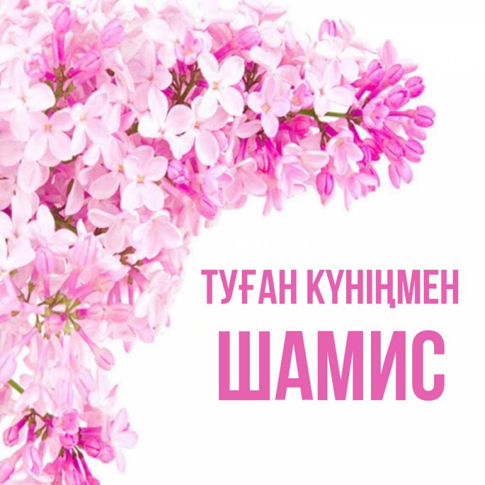 Күн сайын ашық хат с именем, ШАМИС Туған күніңмен Сирень на белом фоне Онлайн тегін жүктеп алу тілектері бар керемет карта 