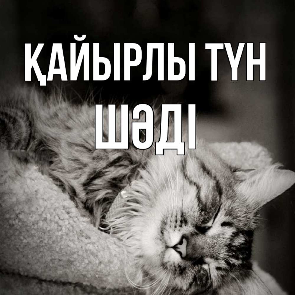 Күн сайын ашық хат с именем, ШӘДІ Қайырлы түн котярик пушистый Онлайн тегін жүктеп алу тілектері бар керемет карта 