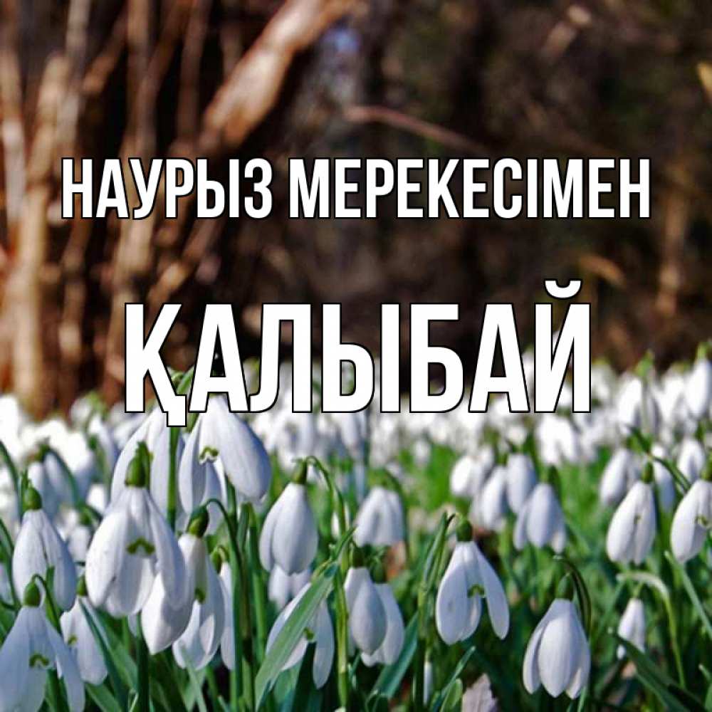 Күн сайын ашық хат с именем, Қалыбай Наурыз мерекесімен с подснежниками 1 Онлайн тегін жүктеп алу тілектері бар керемет карта 