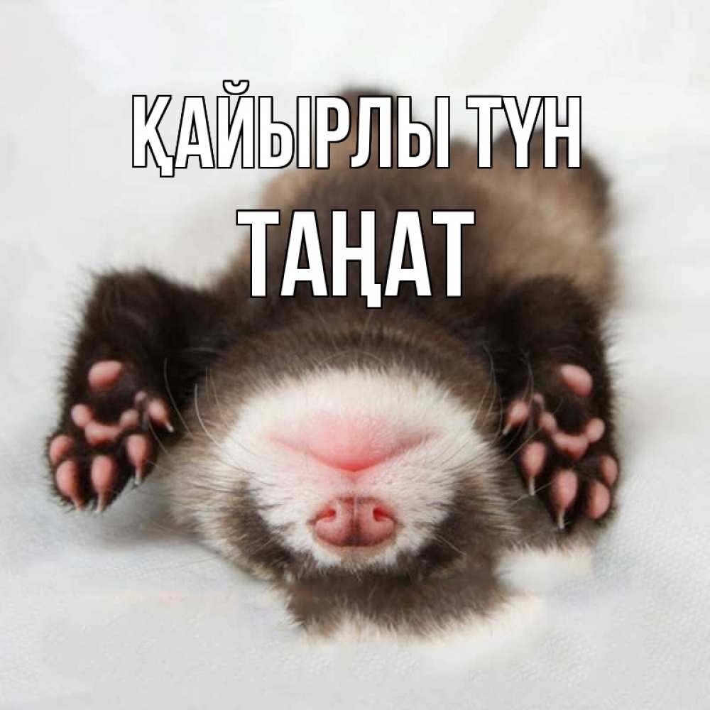 Күн сайын ашық хат с именем, ТАҢАТ Қайырлы түн зверек Онлайн тегін жүктеп алу тілектері бар керемет карта 