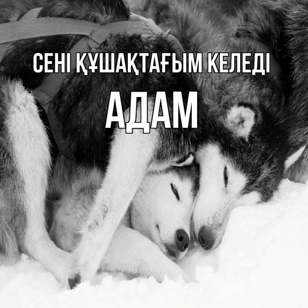 Күн сайын ашық хат с именем, Адам сені құшақтағым келеді собачки в упряжке Онлайн тегін жүктеп алу тілектері бар керемет карта 