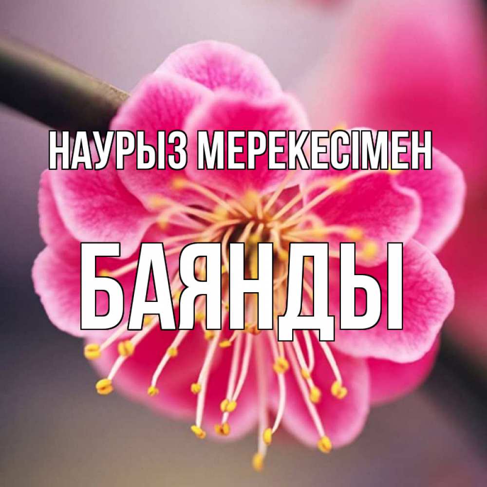 Күн сайын ашық хат с именем, Баянды Наурыз мерекесімен цветы Онлайн тегін жүктеп алу тілектері бар керемет карта 