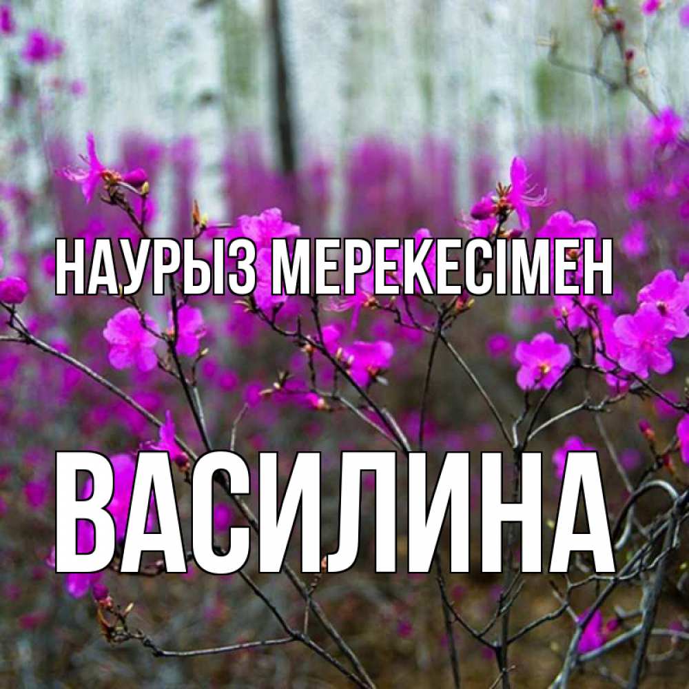 Күн сайын ашық хат с именем, Василина Наурыз мерекесімен дикие цветы Онлайн тегін жүктеп алу тілектері бар керемет карта 