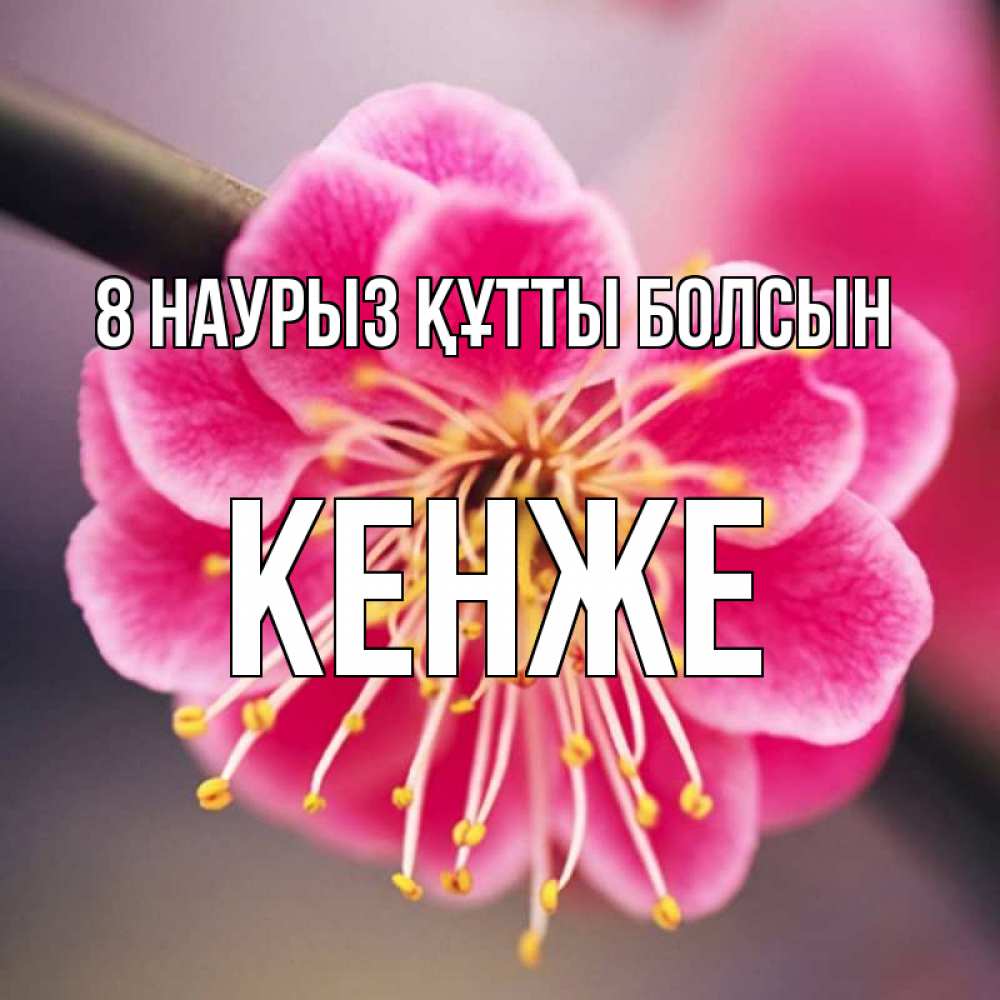 Күн сайын ашық хат с именем, Кенже 8 наурыз құтты болсын цветы Онлайн тегін жүктеп алу тілектері бар керемет карта 