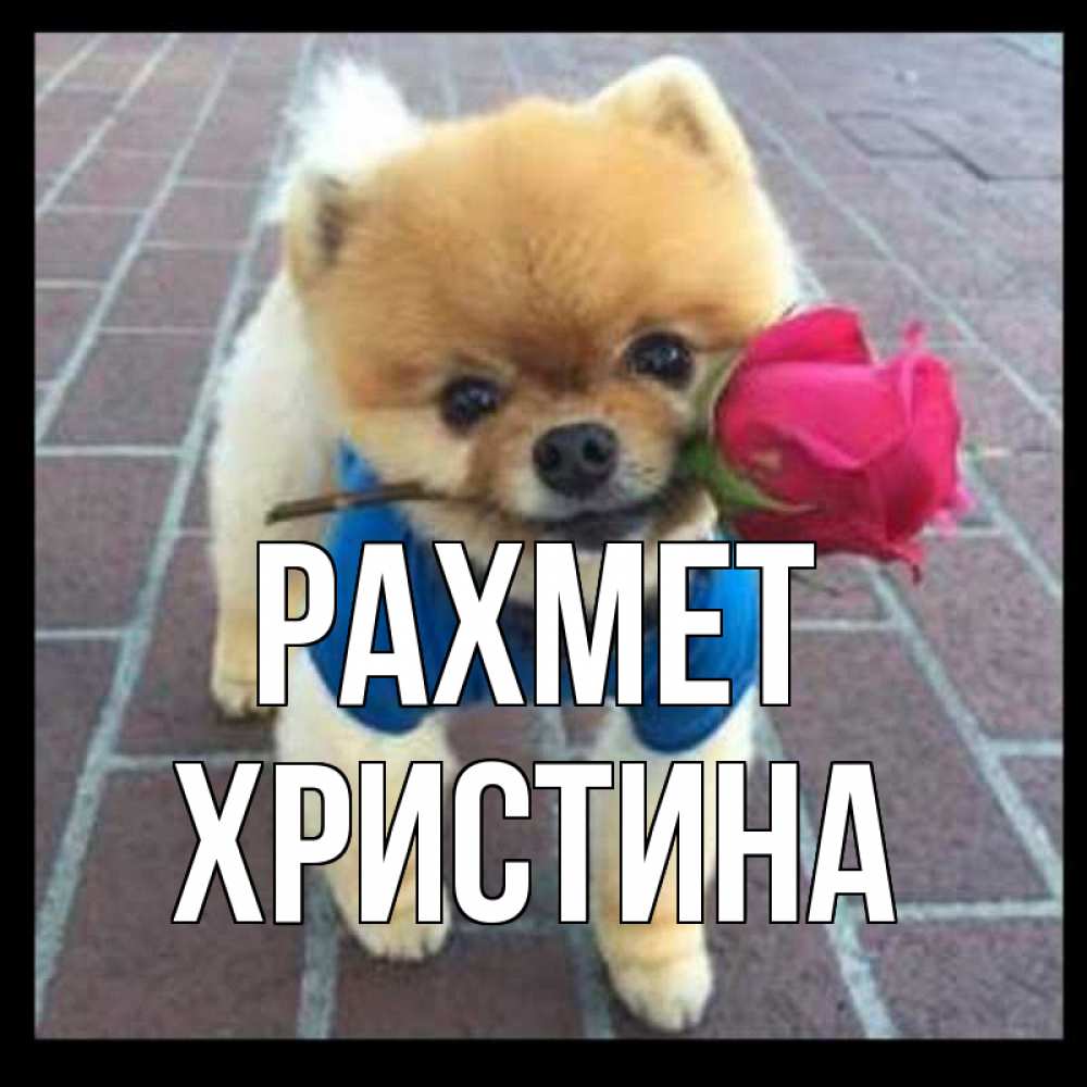 Күн сайын ашық хат с именем, Христина рахмет спасибо и дарю тебе цветок Онлайн тегін жүктеп алу тілектері бар керемет карта 