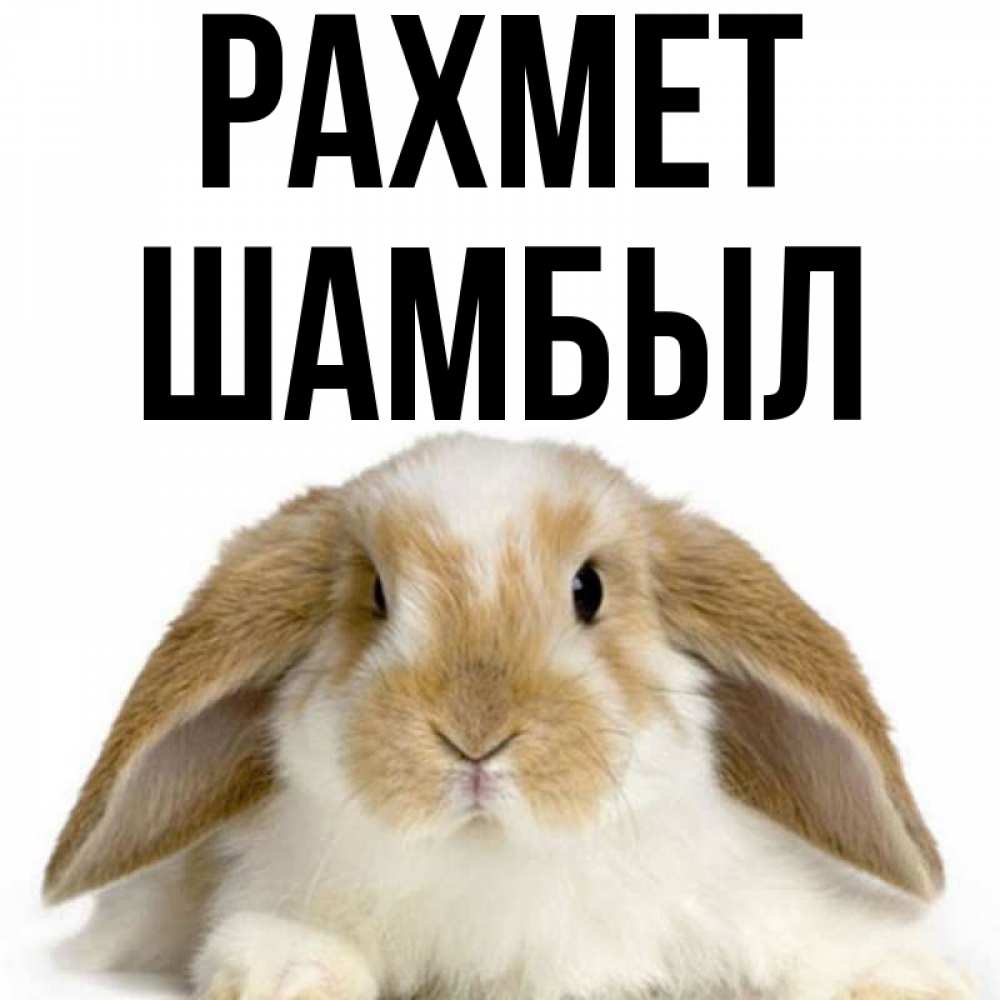 Күн сайын ашық хат с именем, ШАМБЫЛ рахмет коричнево белый заяц Онлайн тегін жүктеп алу тілектері бар керемет карта 
