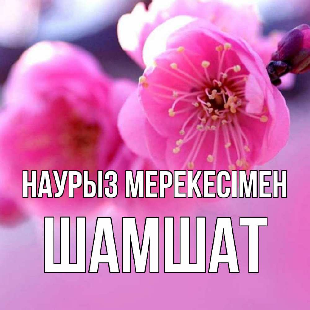 Күн сайын ашық хат с именем, ШАМШАТ Наурыз мерекесімен международный женский день Онлайн тегін жүктеп алу тілектері бар керемет карта 