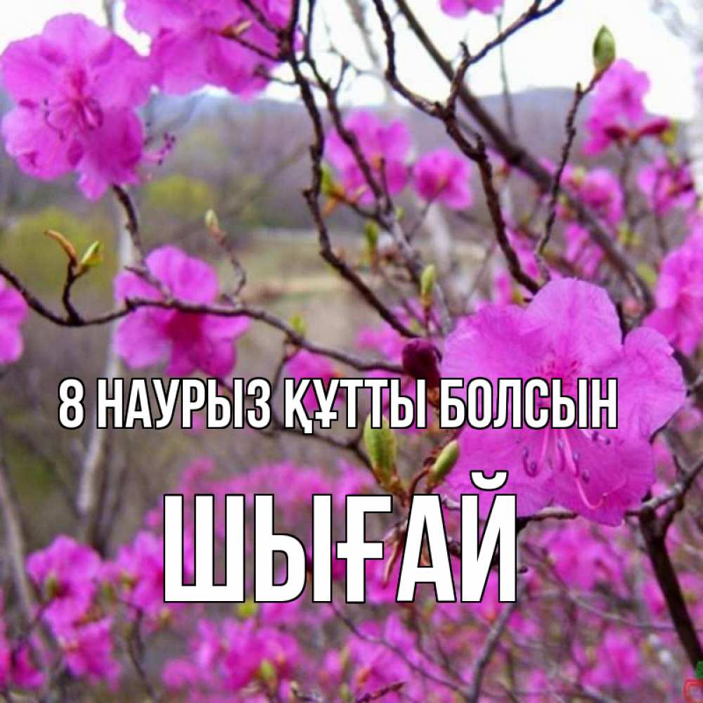 Күн сайын ашық хат с именем, ШЫҒАЙ 8 наурыз құтты болсын международный женский день Онлайн тегін жүктеп алу тілектері бар керемет карта 