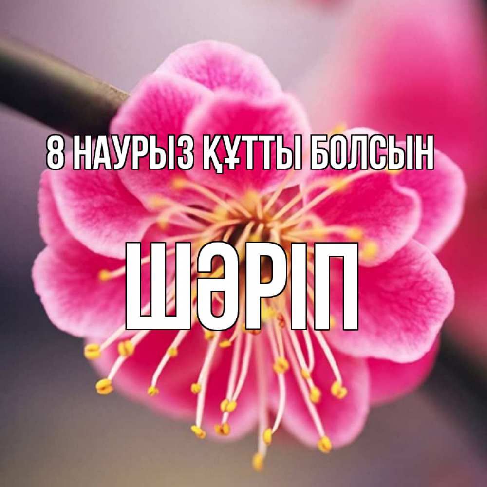 Күн сайын ашық хат с именем, ШӘРІП 8 наурыз құтты болсын цветы Онлайн тегін жүктеп алу тілектері бар керемет карта 