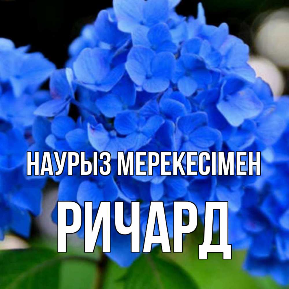 Күн сайын ашық хат с именем, Ричард Наурыз мерекесімен синие цветы Онлайн тегін жүктеп алу тілектері бар керемет карта 