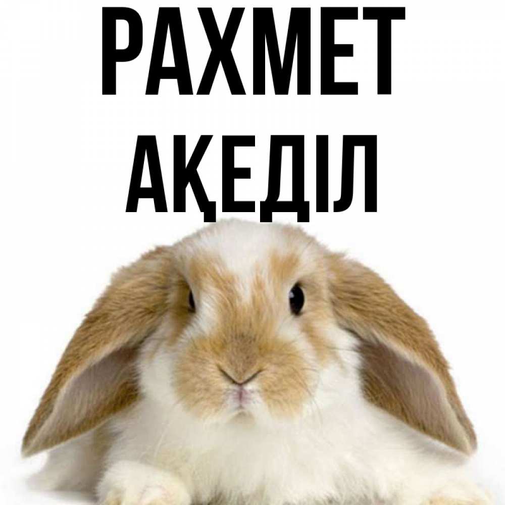 Күн сайын ашық хат с именем, Ақеділ рахмет коричнево белый заяц Онлайн тегін жүктеп алу тілектері бар керемет карта 