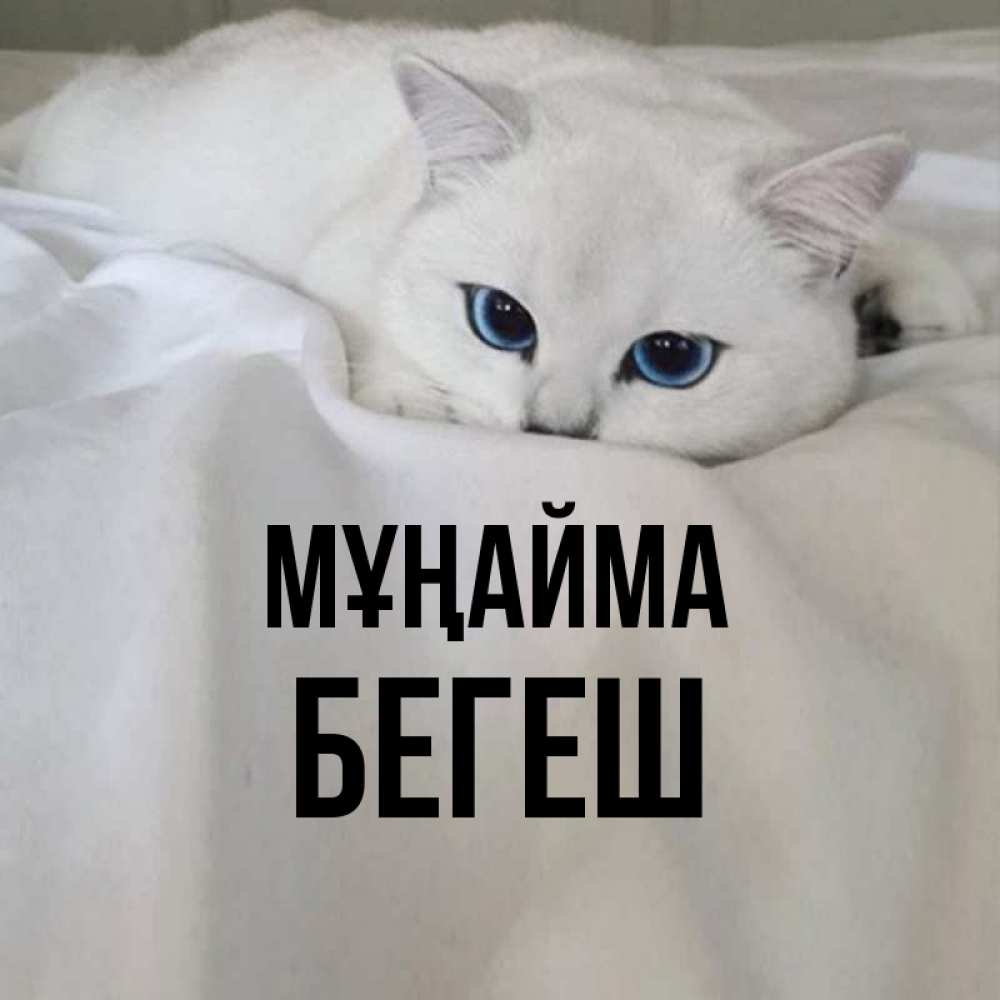 Күн сайын ашық хат с именем, Бегеш Мұңайма Голубоглазая кошка Онлайн тегін жүктеп алу тілектері бар керемет карта 