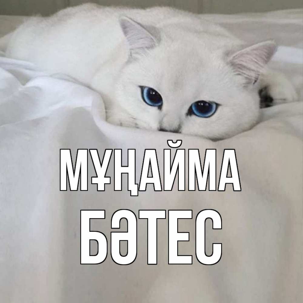 Күн сайын ашық хат с именем, БӘТЕС Мұңайма белый кот с голубыми глазами на белоснежной кровати Онлайн тегін жүктеп алу тілектері бар керемет карта 