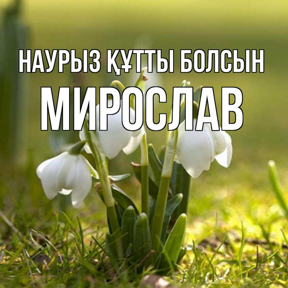 Күн сайын ашық хат с именем, Мирослав Наурыз құтты болсын ранние цветы 2 Онлайн тегін жүктеп алу тілектері бар керемет карта 
