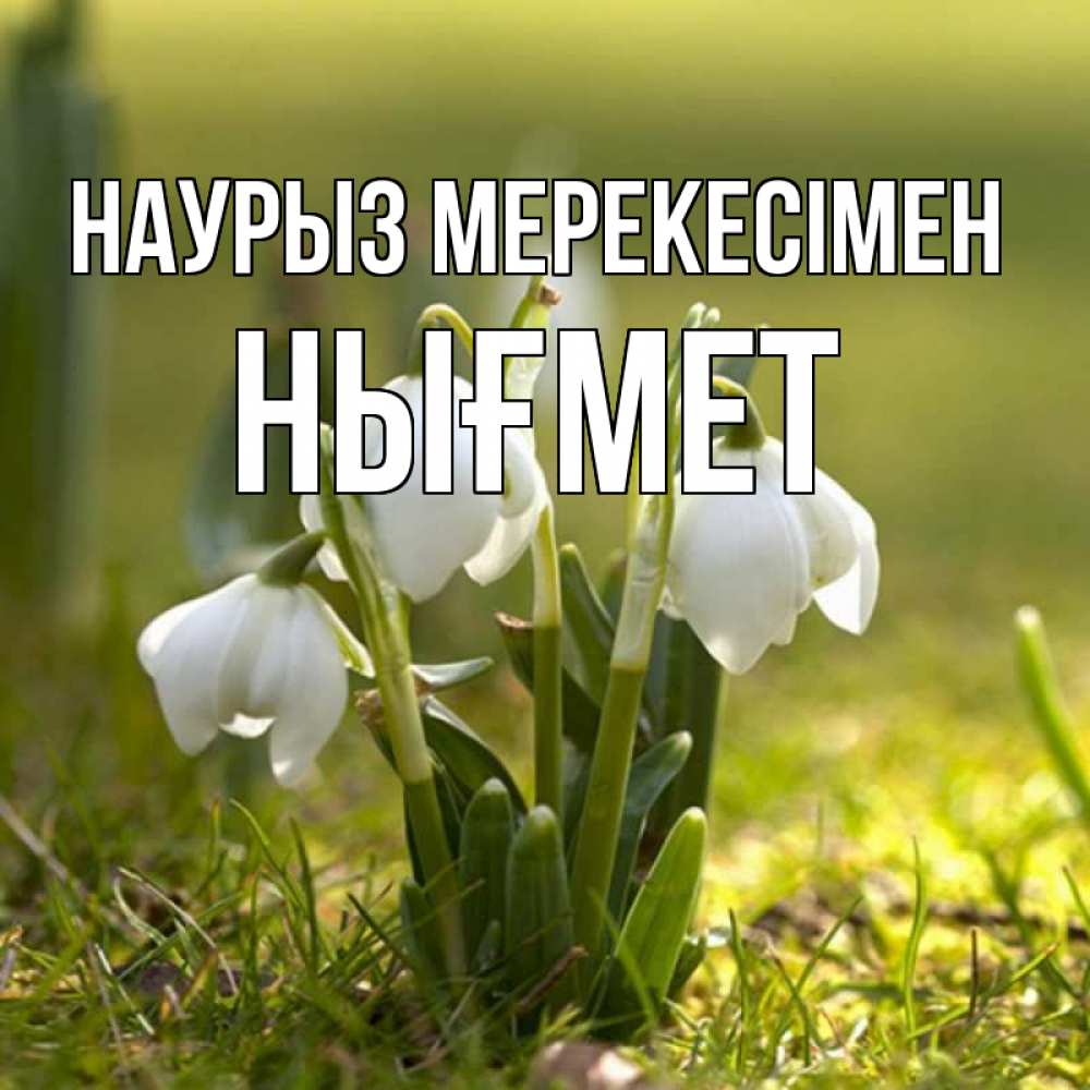 Күн сайын ашық хат с именем, НЫҒМЕТ Наурыз мерекесімен ранние цветы 2 Онлайн тегін жүктеп алу тілектері бар керемет карта 