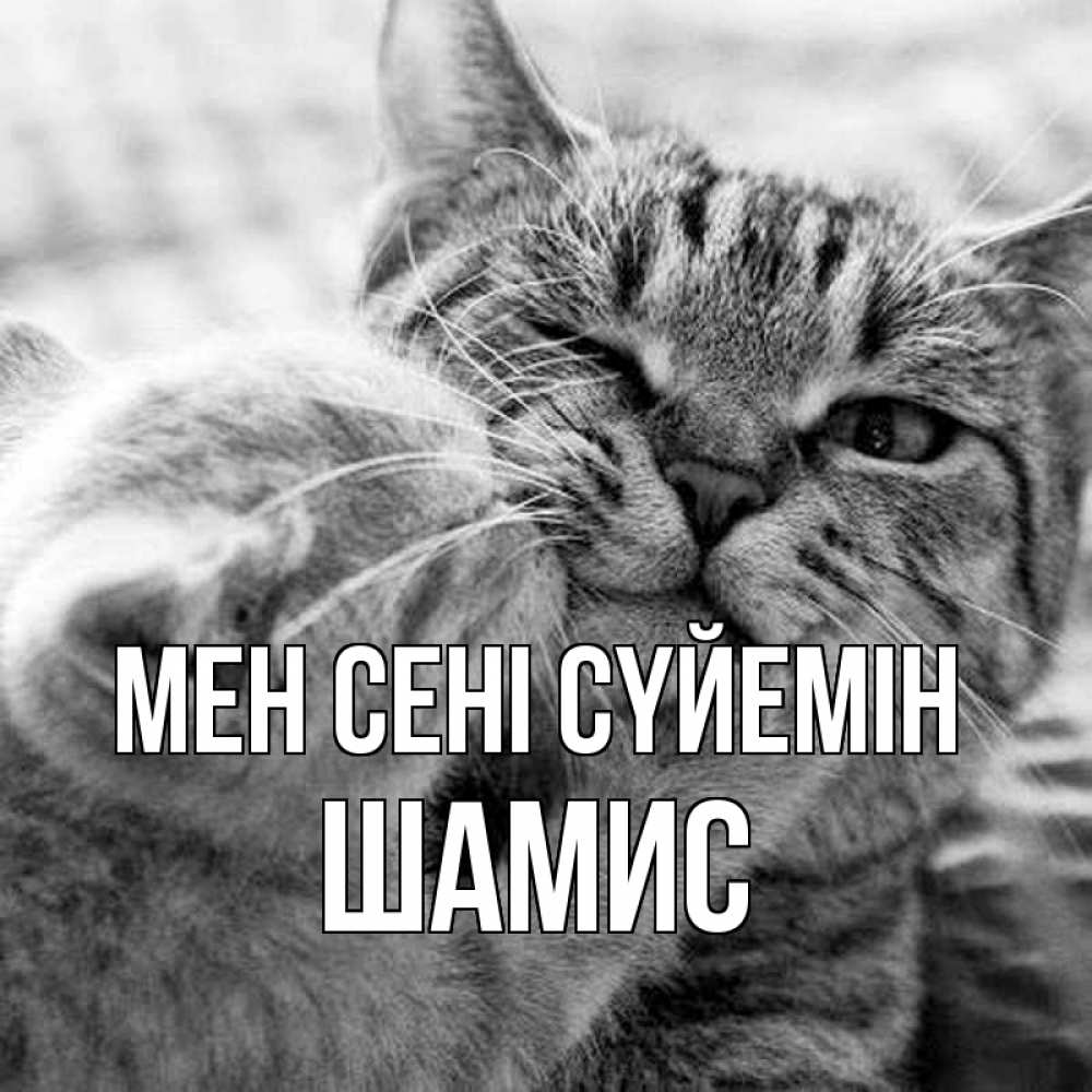 Күн сайын ашық хат с именем, ШАМИС Мен сені сүйемін коты Онлайн тегін жүктеп алу тілектері бар керемет карта 