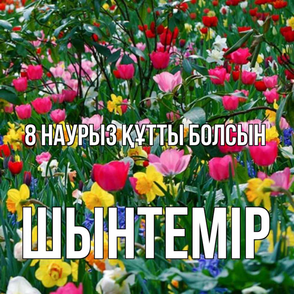 Күн сайын ашық хат с именем, ШЫНТЕМІР 8 наурыз құтты болсын с международным женским днем поздравления для женщины Онлайн тегін жүктеп алу тілектері бар керемет карта 