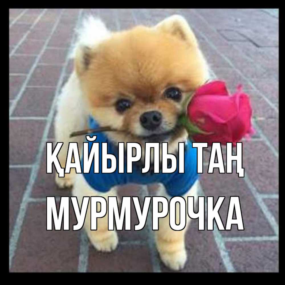 Күн сайын ашық хат с именем, Мурмурочка Қайырлы таң роза в зубах Онлайн тегін жүктеп алу тілектері бар керемет карта 