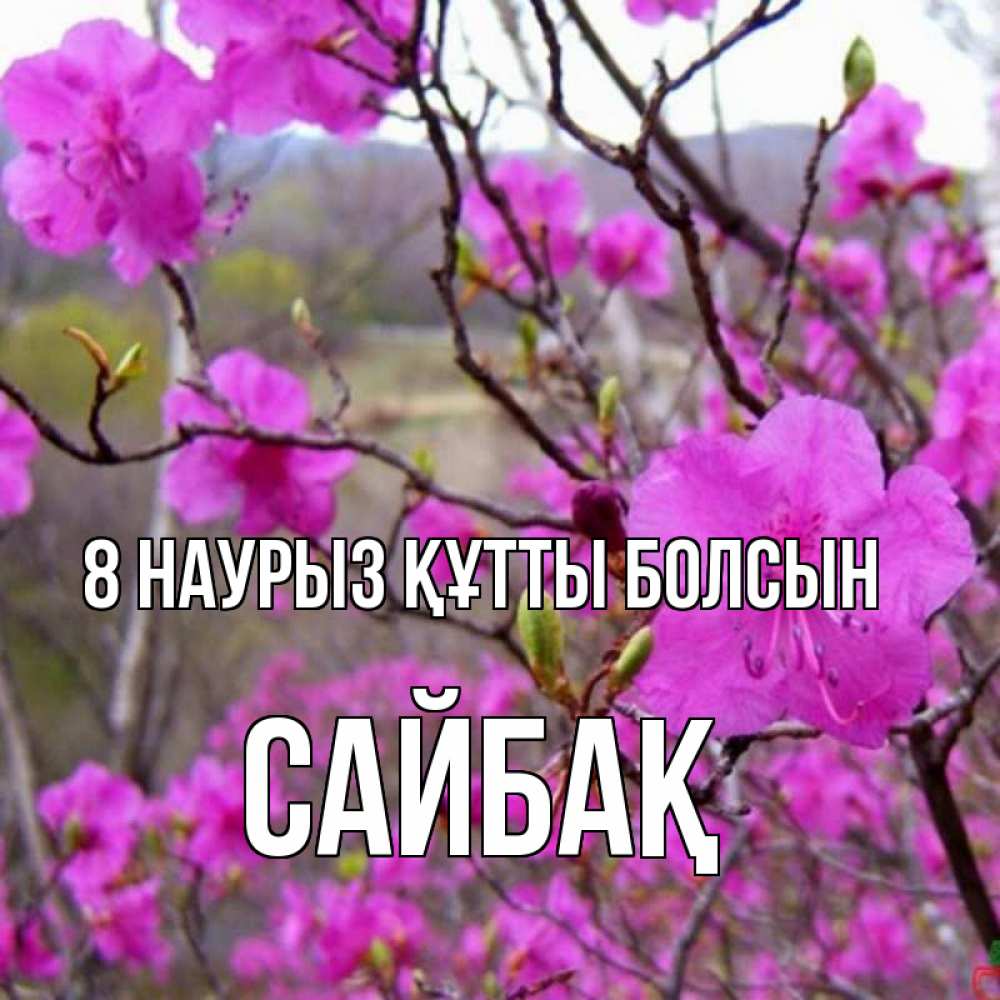 Күн сайын ашық хат с именем, САЙБАҚ 8 наурыз құтты болсын международный женский день Онлайн тегін жүктеп алу тілектері бар керемет карта 