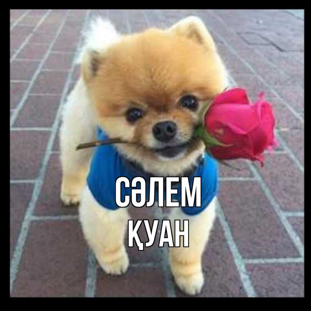 Күн сайын ашық хат с именем, ҚУАН Сәлем роза в зубах у собаки Онлайн тегін жүктеп алу тілектері бар керемет карта 