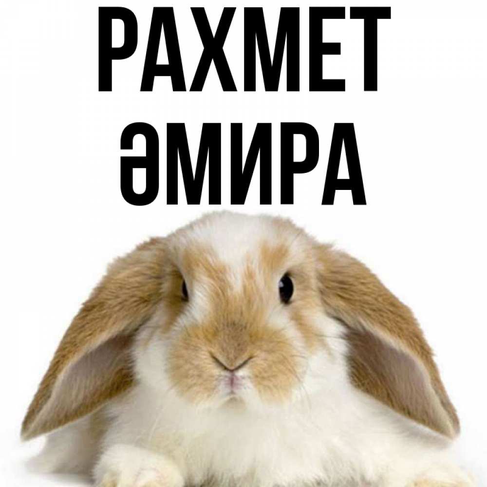 Күн сайын ашық хат с именем, ӘМИРА рахмет коричнево белый заяц Онлайн тегін жүктеп алу тілектері бар керемет карта 