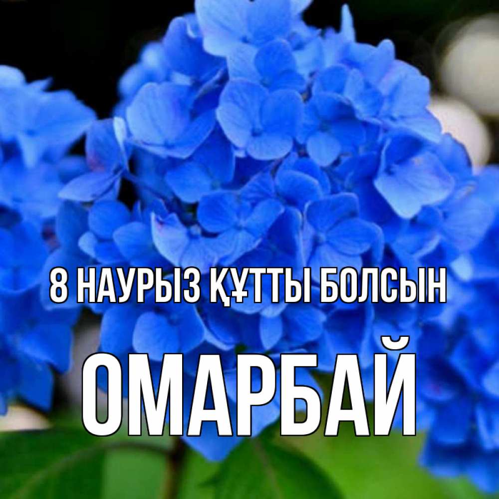 Күн сайын ашық хат с именем, ОМАРБАЙ 8 наурыз құтты болсын синие цветы Онлайн тегін жүктеп алу тілектері бар керемет карта 