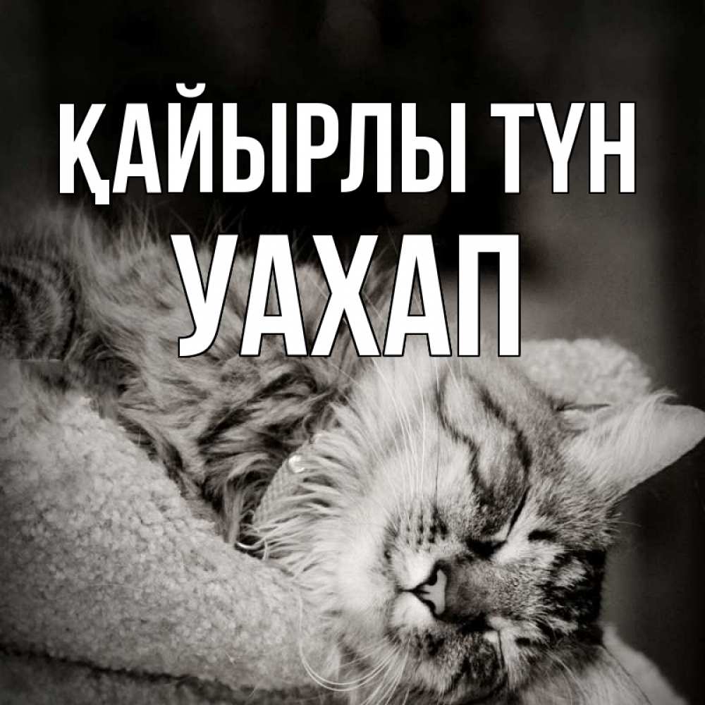 Күн сайын ашық хат с именем, УАХАП Қайырлы түн котярик пушистый Онлайн тегін жүктеп алу тілектері бар керемет карта 