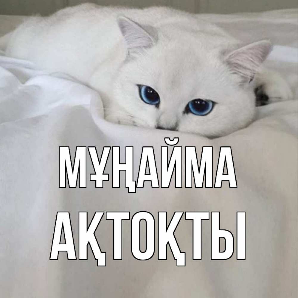 Күн сайын ашық хат с именем, АҚТОҚТЫ Мұңайма белый кот с голубыми глазами на белоснежной кровати Онлайн тегін жүктеп алу тілектері бар керемет карта 