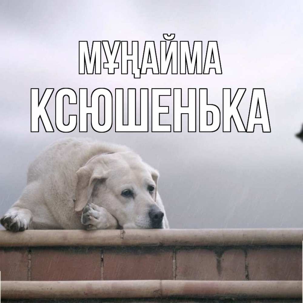 Күн сайын ашық хат с именем, Ксюшенька Мұңайма белый пес 1 Онлайн тегін жүктеп алу тілектері бар керемет карта 