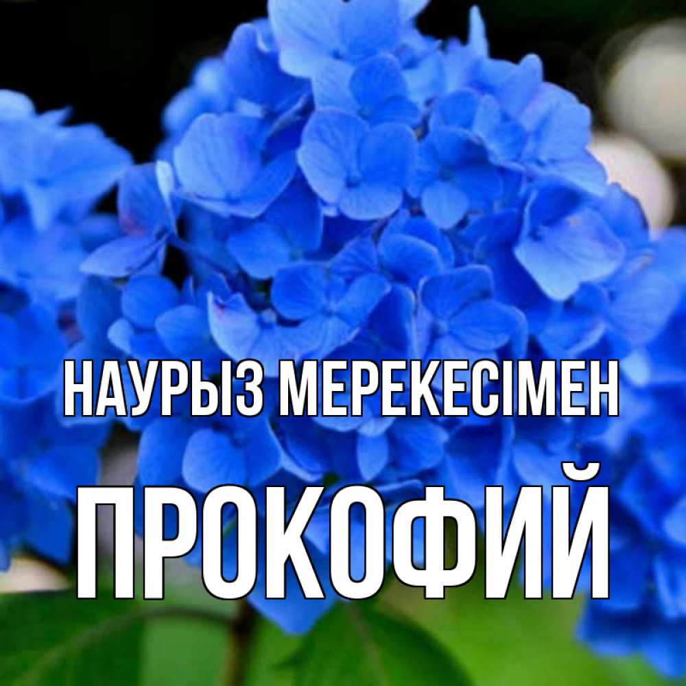 Күн сайын ашық хат с именем, Прокофий Наурыз мерекесімен синие цветы Онлайн тегін жүктеп алу тілектері бар керемет карта 