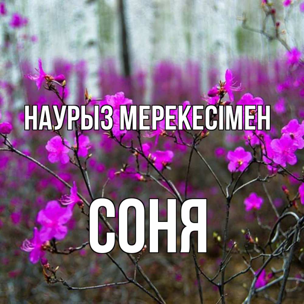 Күн сайын ашық хат с именем, Соня Наурыз мерекесімен дикие цветы Онлайн тегін жүктеп алу тілектері бар керемет карта 