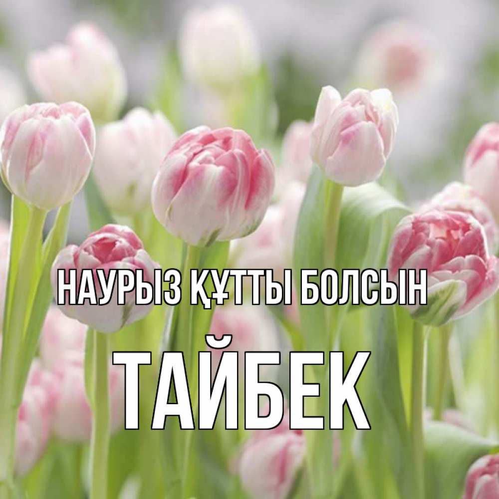 Күн сайын ашық хат с именем, ТАЙБЕК Наурыз құтты болсын цветы Онлайн тегін жүктеп алу тілектері бар керемет карта 