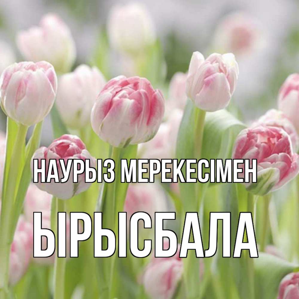 Күн сайын ашық хат с именем, ЫРЫСБАЛА Наурыз мерекесімен цветы Онлайн тегін жүктеп алу тілектері бар керемет карта 