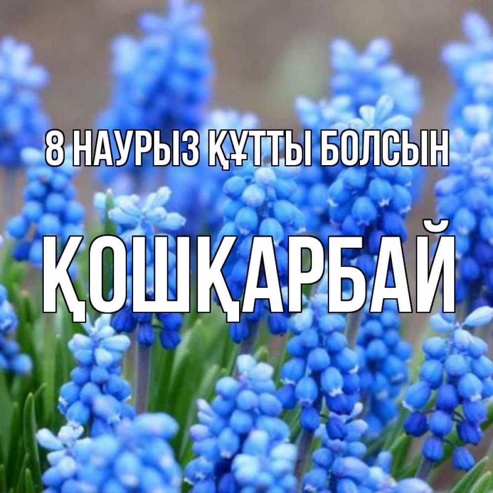 Күн сайын ашық хат с именем, ҚОШҚАРБАЙ 8 наурыз құтты болсын Поздравительная открытка для женщин с цветами на праздничную дату Онлайн тегін жүктеп алу тілектері бар керемет карта 