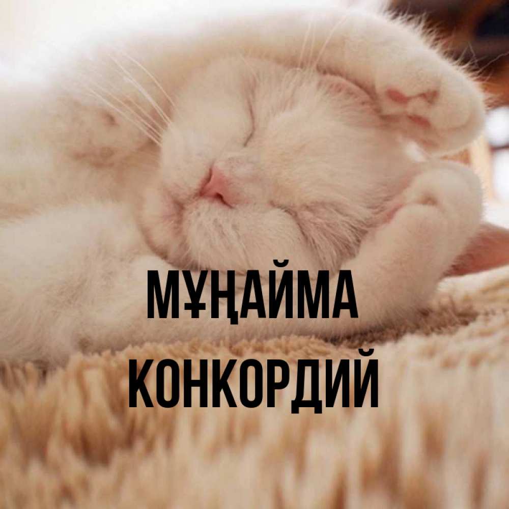 Күн сайын ашық хат с именем, Конкордий Мұңайма Котенок спит Онлайн тегін жүктеп алу тілектері бар керемет карта 