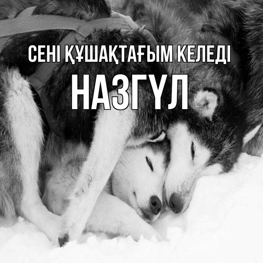 Күн сайын ашық хат с именем, НАЗГҮЛ сені құшақтағым келеді собачки в упряжке Онлайн тегін жүктеп алу тілектері бар керемет карта 