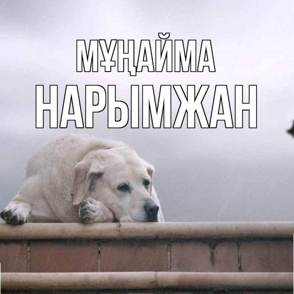 Күн сайын ашық хат с именем, НАРЫМЖАН Мұңайма белый пес 1 Онлайн тегін жүктеп алу тілектері бар керемет карта 