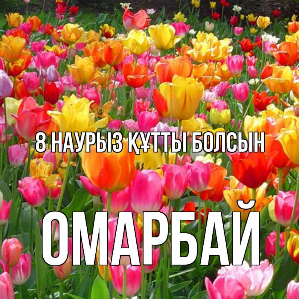 Күн сайын ашық хат с именем, ОМАРБАЙ 8 наурыз құтты болсын на международный женский день Онлайн тегін жүктеп алу тілектері бар керемет карта 