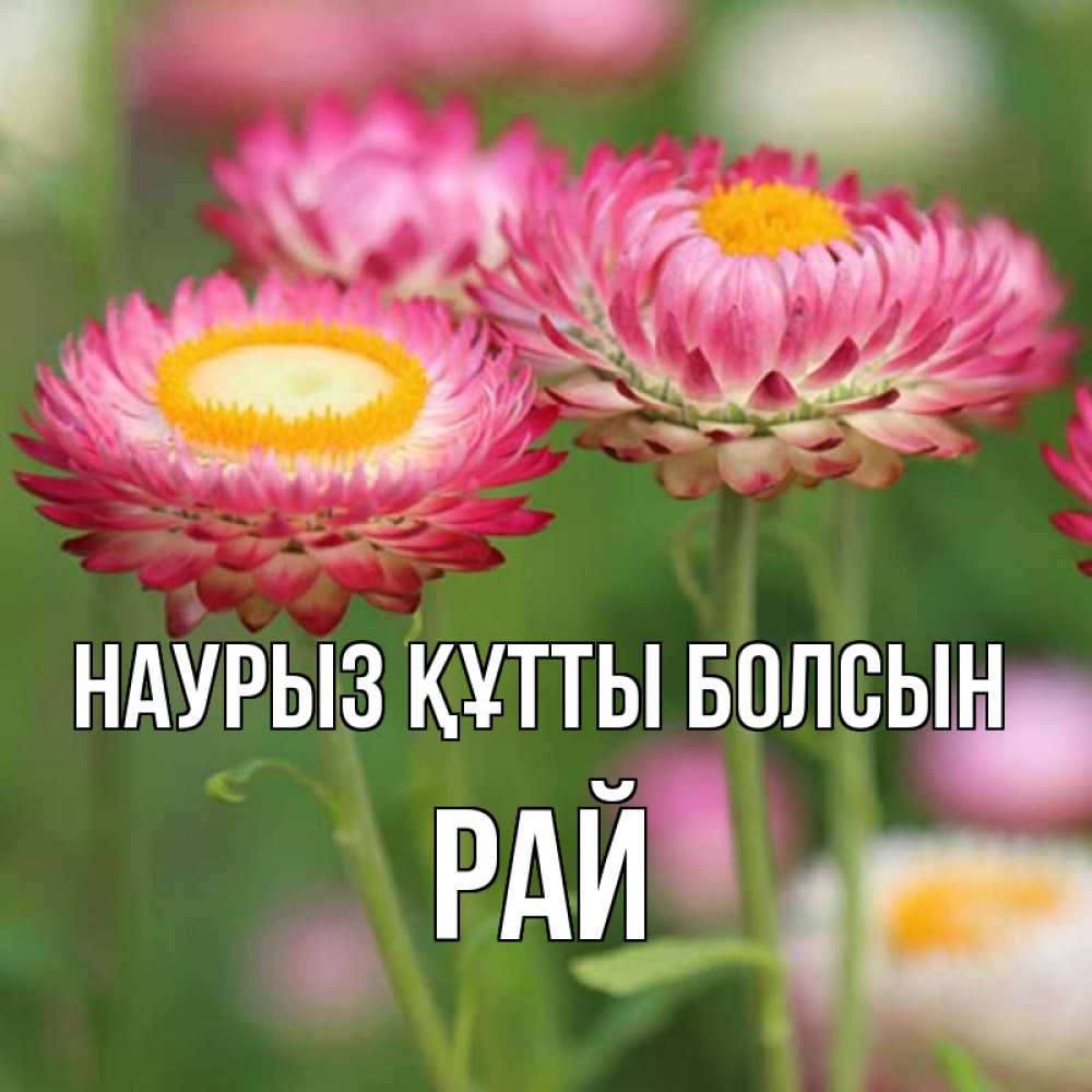 Күн сайын ашық хат с именем, РАЙ Наурыз құтты болсын подарок на международный женский день Онлайн тегін жүктеп алу тілектері бар керемет карта 