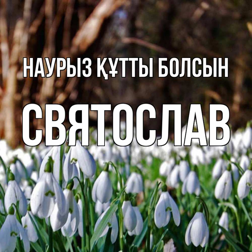Күн сайын ашық хат с именем, Святослав Наурыз құтты болсын с подснежниками 1 Онлайн тегін жүктеп алу тілектері бар керемет карта 