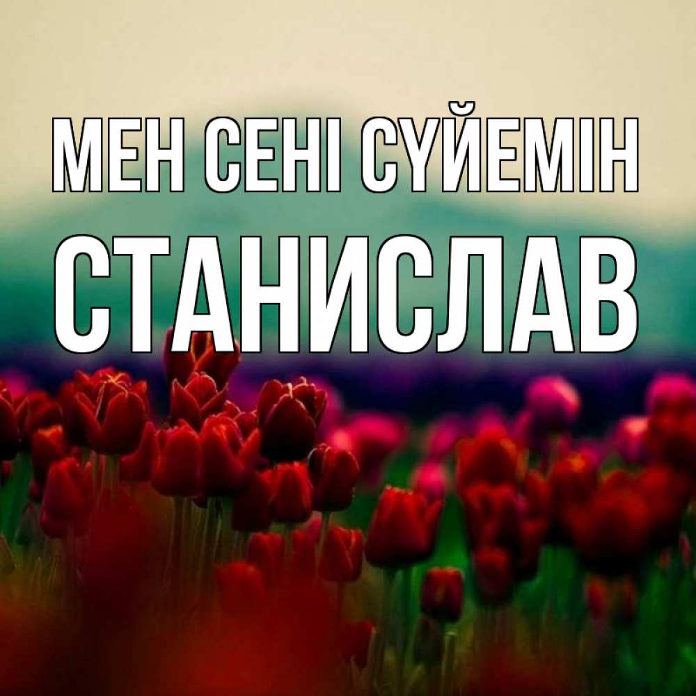 Күн сайын ашық хат с именем, Станислав Мен сені сүйемін тюльпаны 4 Онлайн тегін жүктеп алу тілектері бар керемет карта 