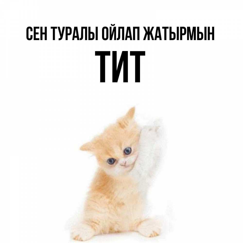 Күн сайын ашық хат с именем, Тит Сен туралы ойлап жатырмын зверушки и милота Онлайн тегін жүктеп алу тілектері бар керемет карта 