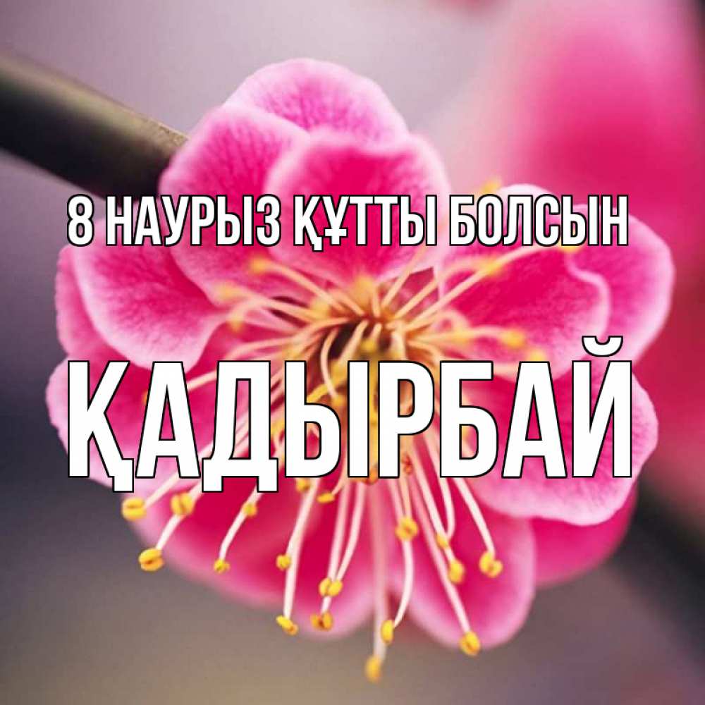 Күн сайын ашық хат с именем, Қадырбай 8 наурыз құтты болсын цветы Онлайн тегін жүктеп алу тілектері бар керемет карта 