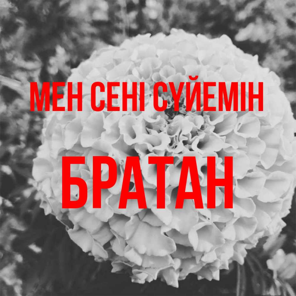 Күн сайын ашық хат с именем, Братан Мен сені сүйемін подпись Онлайн тегін жүктеп алу тілектері бар керемет карта 