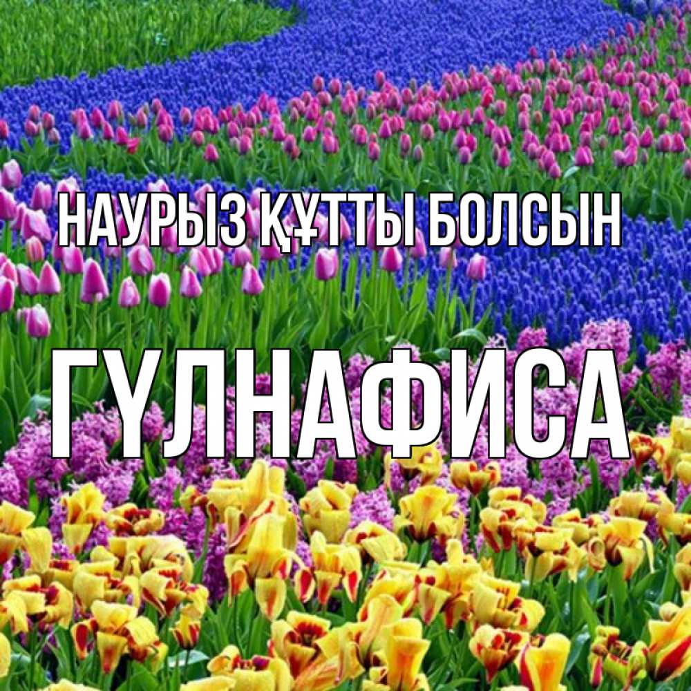 Күн сайын ашық хат с именем, ГҮЛНАФИСА Наурыз құтты болсын цветы Онлайн тегін жүктеп алу тілектері бар керемет карта 